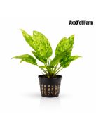 Echinodorus Marble Queen