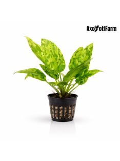 Echinodorus Marble Queen