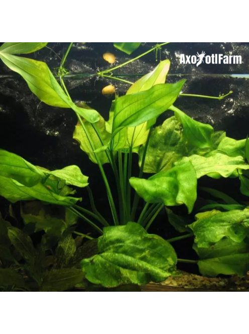 Echinodorus Marble Queen