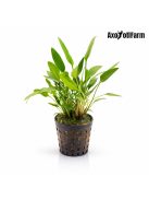 Cryptocoryne nevilli