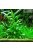 Cryptocoryne nevilli