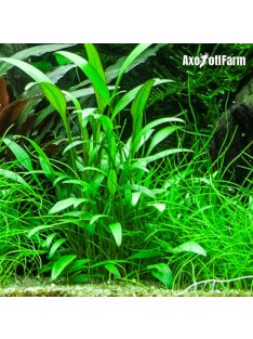 Cryptocoryne nevilli