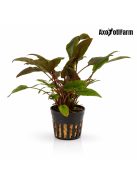 Cryptocoryne wendtii 'Brown'