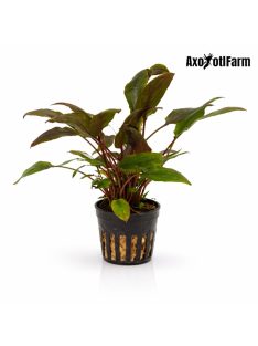 Cryptocoryne wendtii 'Brown'
