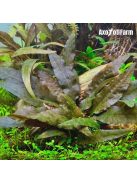 Cryptocoryne wendtii 'Brown'