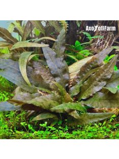 Cryptocoryne wendtii 'Brown'