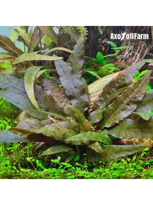 Cryptocoryne wendtii 'Brown'
