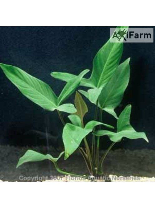 Anubias hastifolia