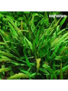 Cryptocoryne lucens