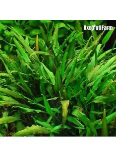 Cryptocoryne lucens