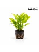 Echinodorus amazonicus