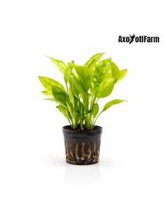 Echinodorus amazonicus