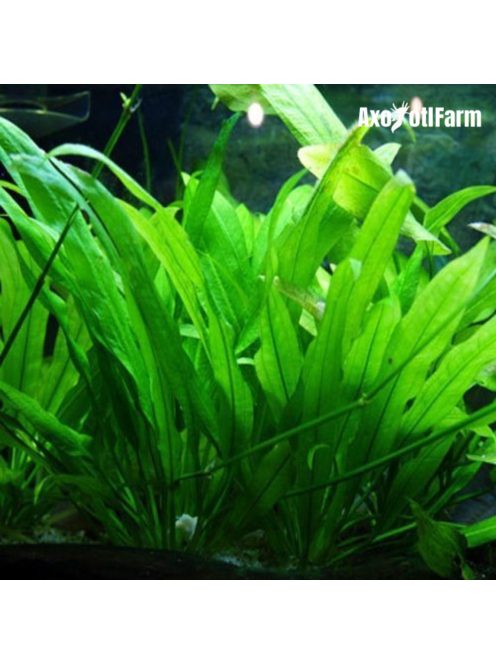 Echinodorus amazonicus