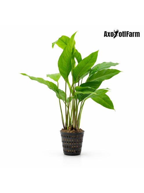 Anubias heterophylla