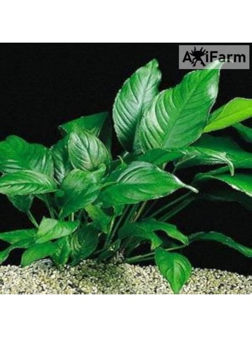 Anubias heterophylla