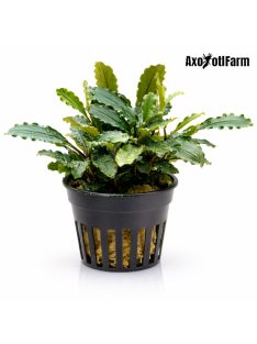 Bucephalandra sp. lo green