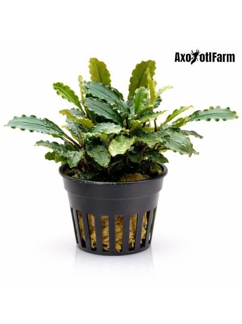 Bucephalandra sp. lo green