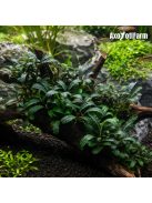 Bucephalandra sp. lo green