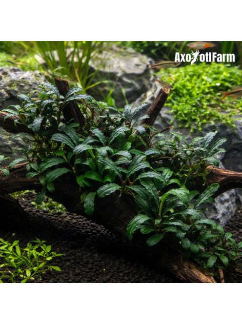 Bucephalandra sp. lo green