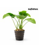 Anubias barteri var. barteri