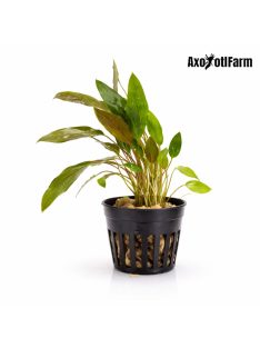 Cryptocoryne beckettii