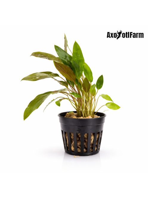 Cryptocoryne beckettii