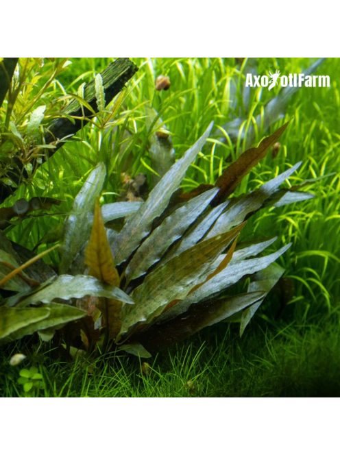 Cryptocoryne beckettii