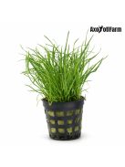 Lilaeopsis brasiliensis