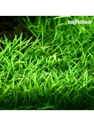 Lilaeopsis brasiliensis