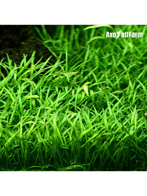 Lilaeopsis brasiliensis