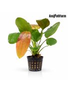 Echinodorus osiris Rubra