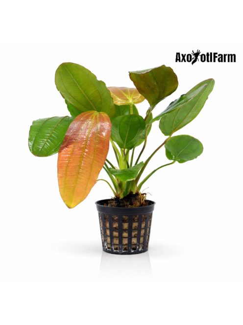 Echinodorus osiris Rubra