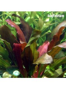 Echinodorus osiris Rubra