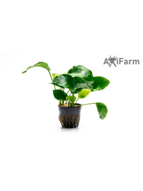 Anubias barteri