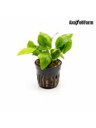 Anubias nana Golden