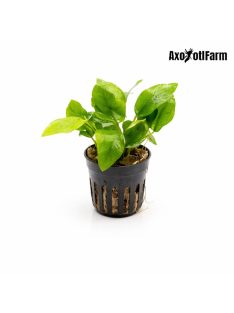 Anubias nana Golden