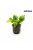 Anubias nana Golden