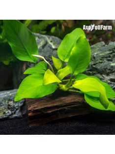 Anubias nana Golden