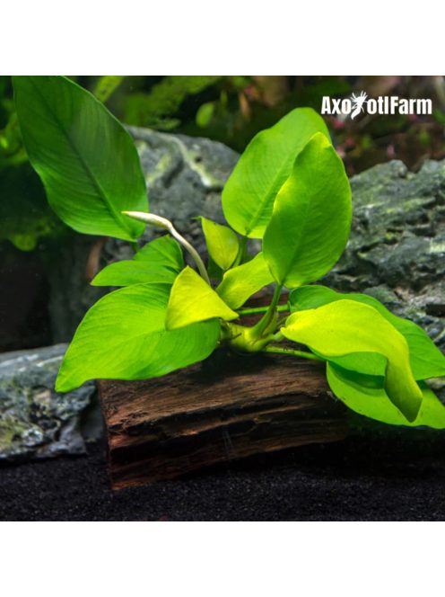 Anubias nana Golden