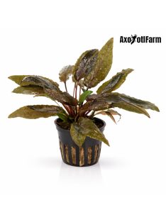 Cryptocoryne wendtii  tropica