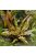 Cryptocoryne wendtii  tropica