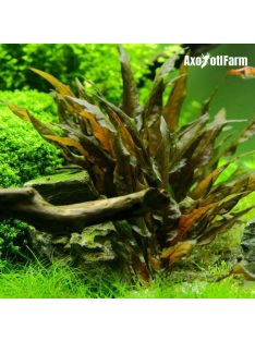 Cryptocoryne wendtii  tropica