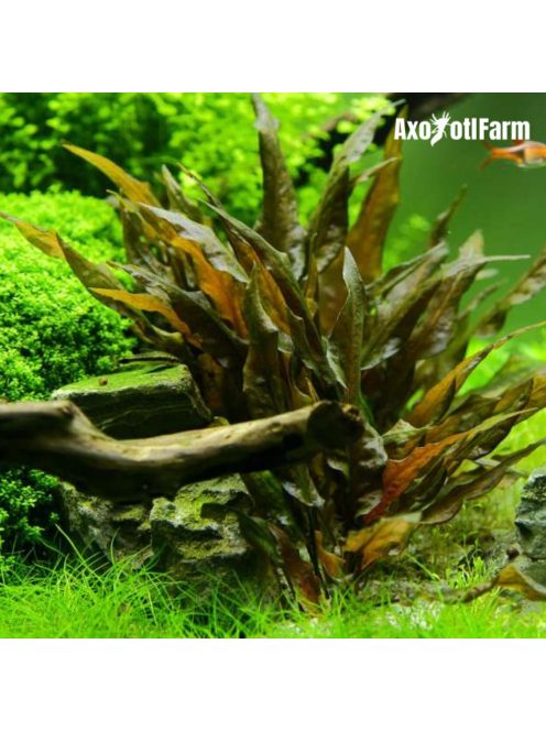 Cryptocoryne wendtii  tropica