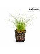 Eleocharis acicularis