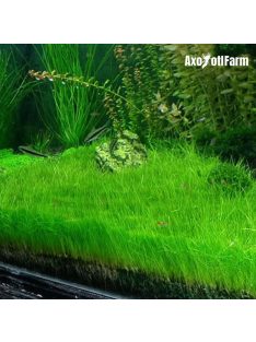 Eleocharis acicularis