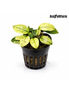 Anubias nana pinto 