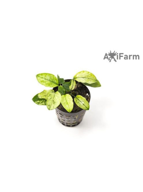 Anubias nana pinto 