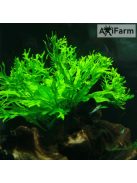 Microsorium windelov