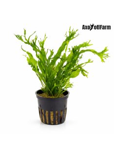 Microsorium windelov