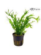 Microsorium windelov